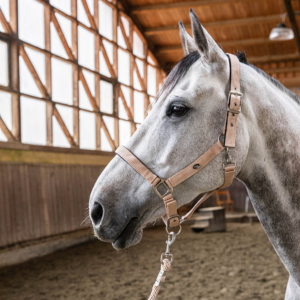 CAPEZZA SET  IMBOTTITA+LUNGHINA FIBBIE SATINATE PONY